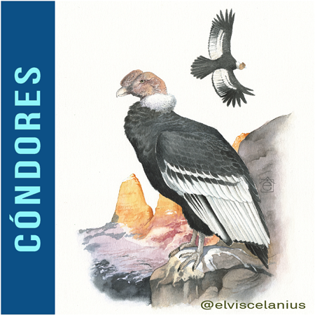 Categ Condores